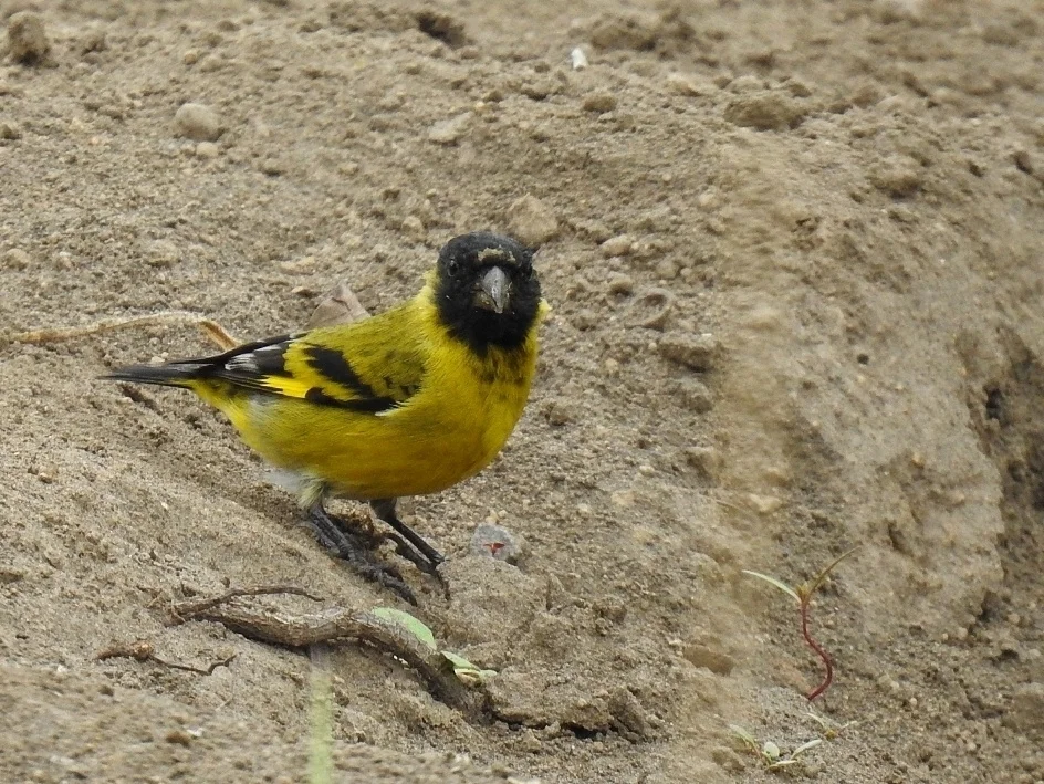 冠金翅雀(Spinus magellanicus)