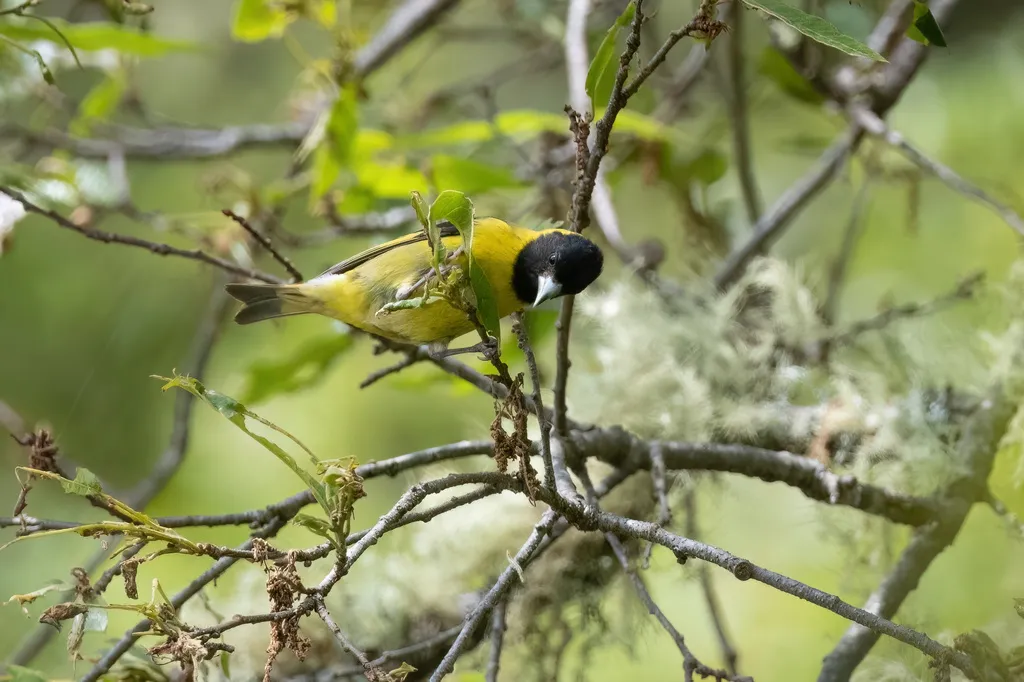 橙胸金翅雀(Spinus notatus)