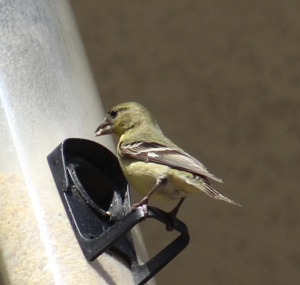 暗背金翅雀(Spinus psaltria)