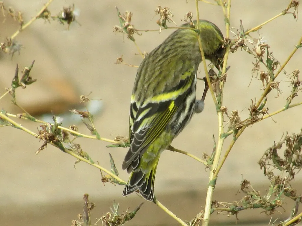 黄雀(Spinus spinus)