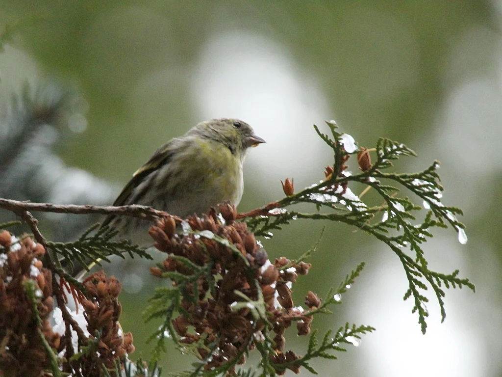 黄雀(Spinus spinus)