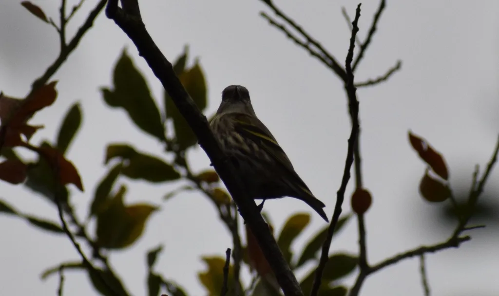 黄雀(Spinus spinus)