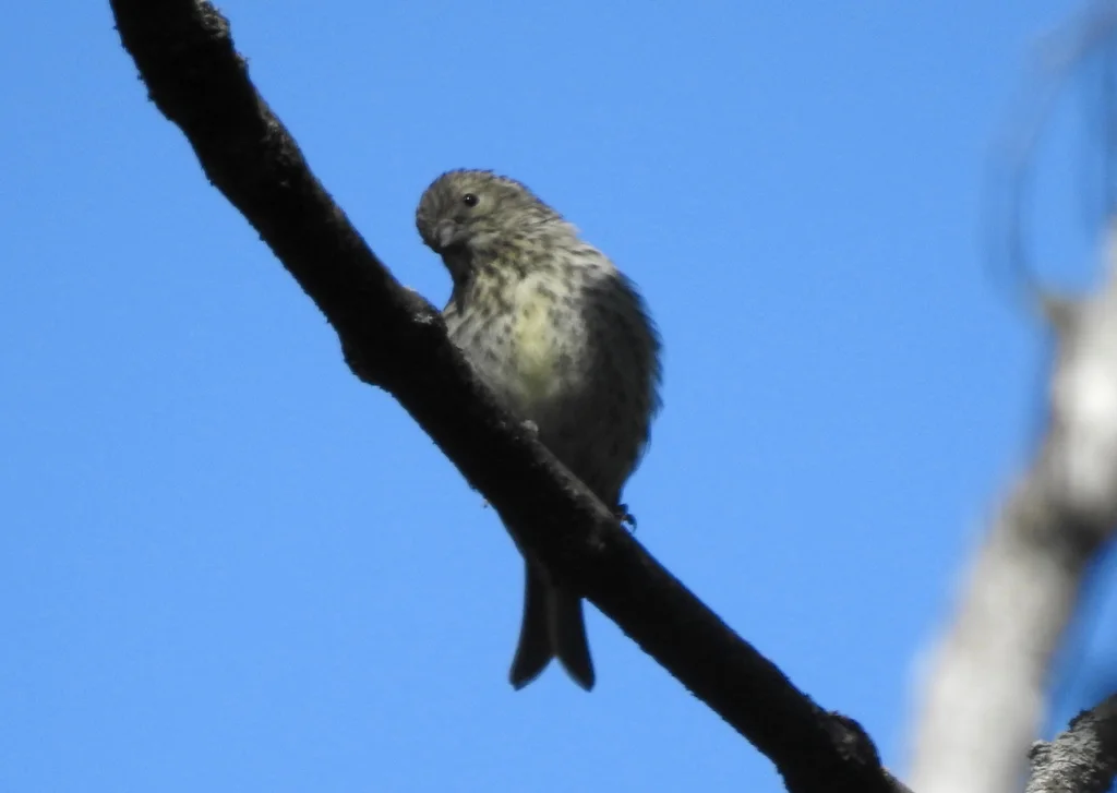 黄雀(Spinus spinus)