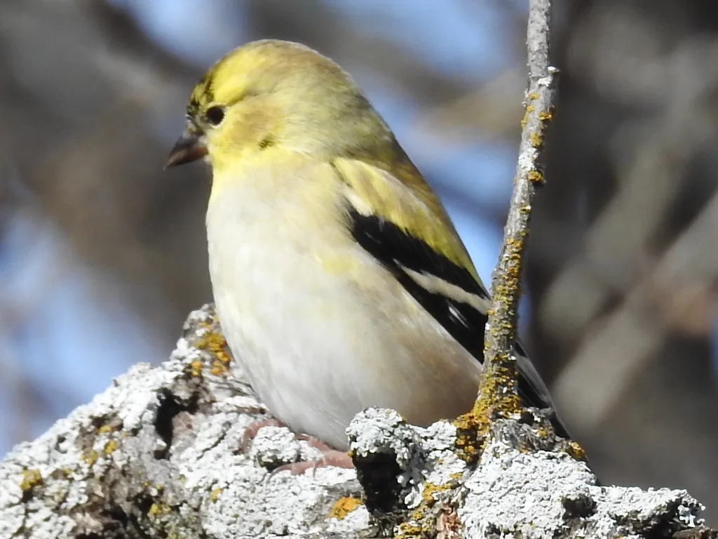 北美金翅雀(Spinus tristis)