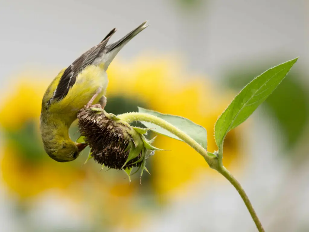 北美金翅雀(Spinus tristis)