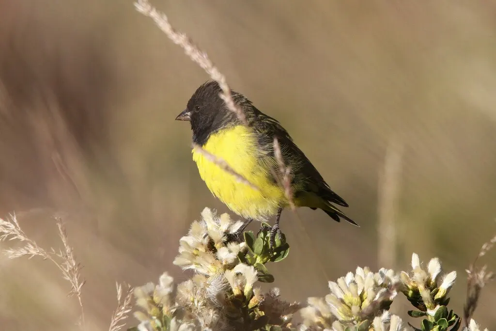 黄腰金翅雀（Spinus uropygialis）