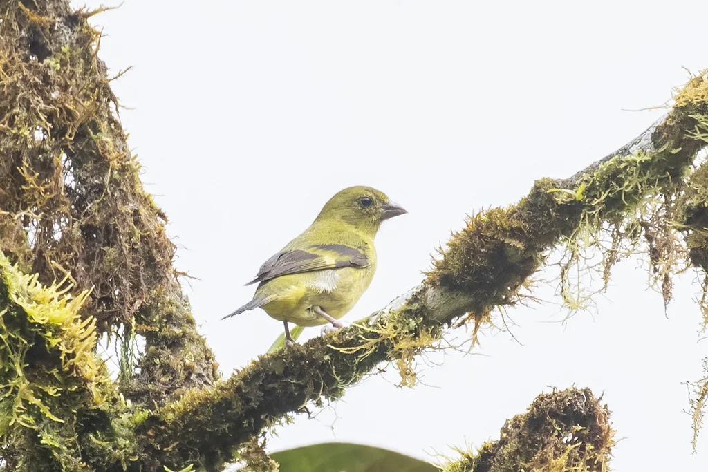 黄腹金翅雀(Spinus xanthogastrus)