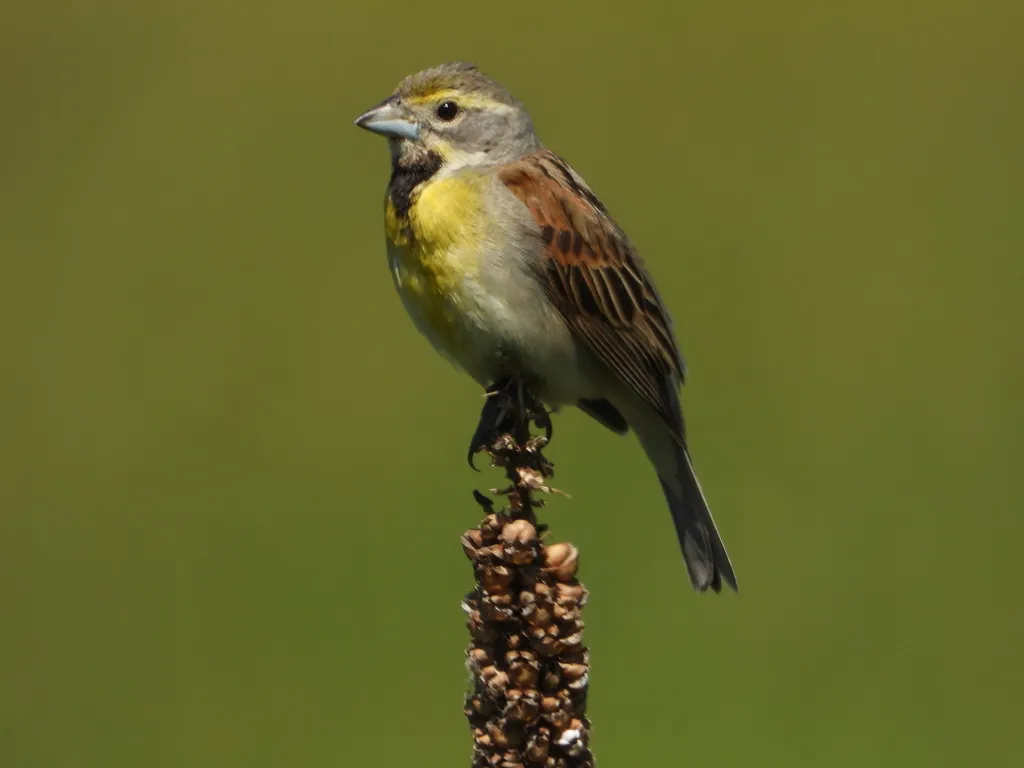 美洲雀(Spiza americana)