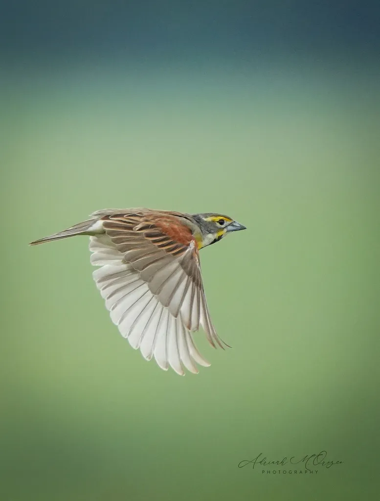美洲雀(Spiza americana)