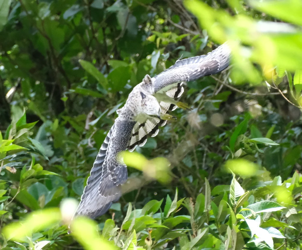 黑栗雕(Spizaetus isidori)