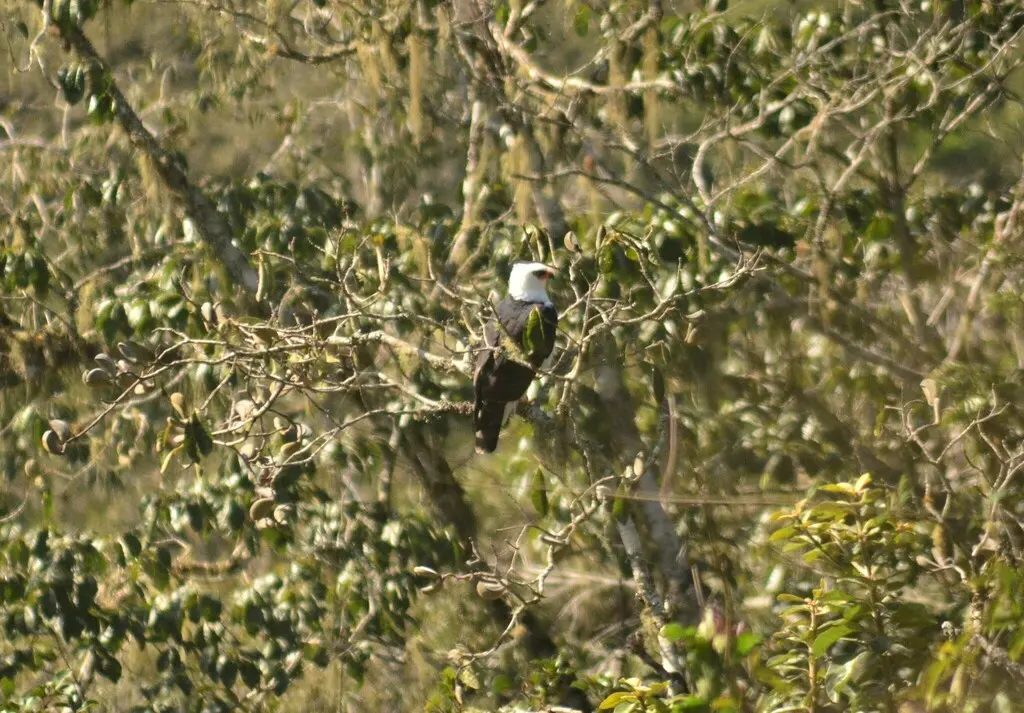 黑白鹰雕(Spizaetus melanoleucus)