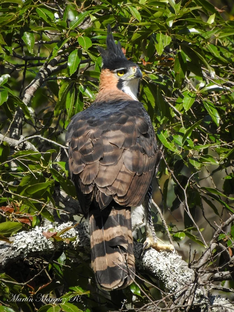 丽鹰雕(Spizaetus ornatus)