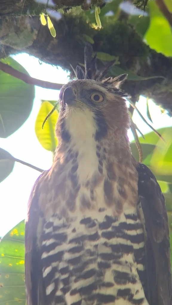 丽鹰雕(Spizaetus ornatus)