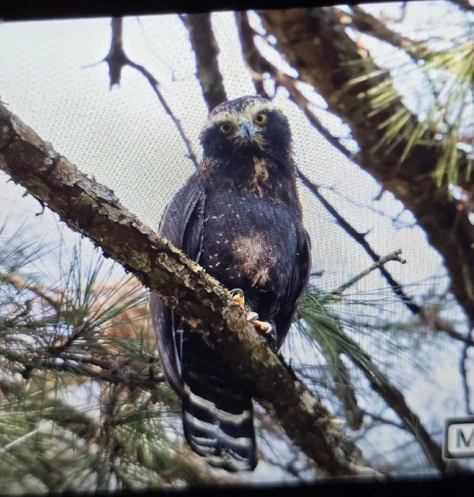 黑鹰雕(Spizaetus tyrannus)