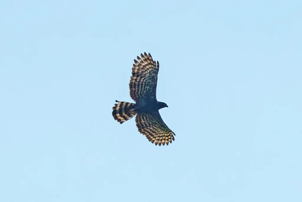 黑鹰雕(Spizaetus tyrannus)
