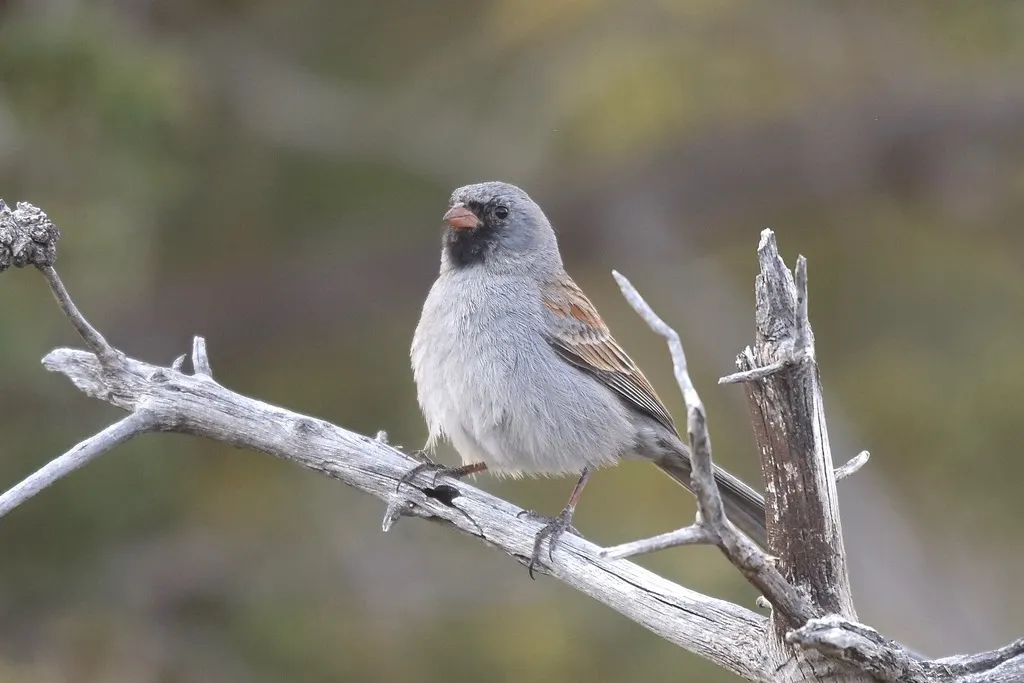 黑颏雀鹀(Spizella atrogularis)
