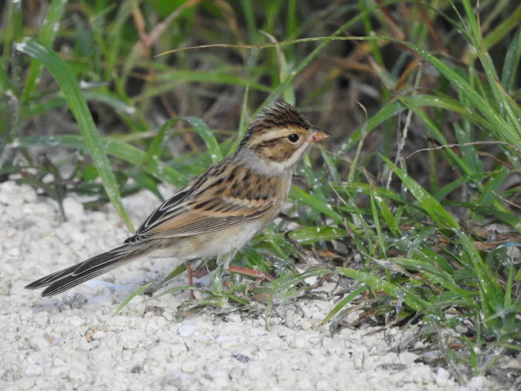 褐雀鹀(Spizella pallida)