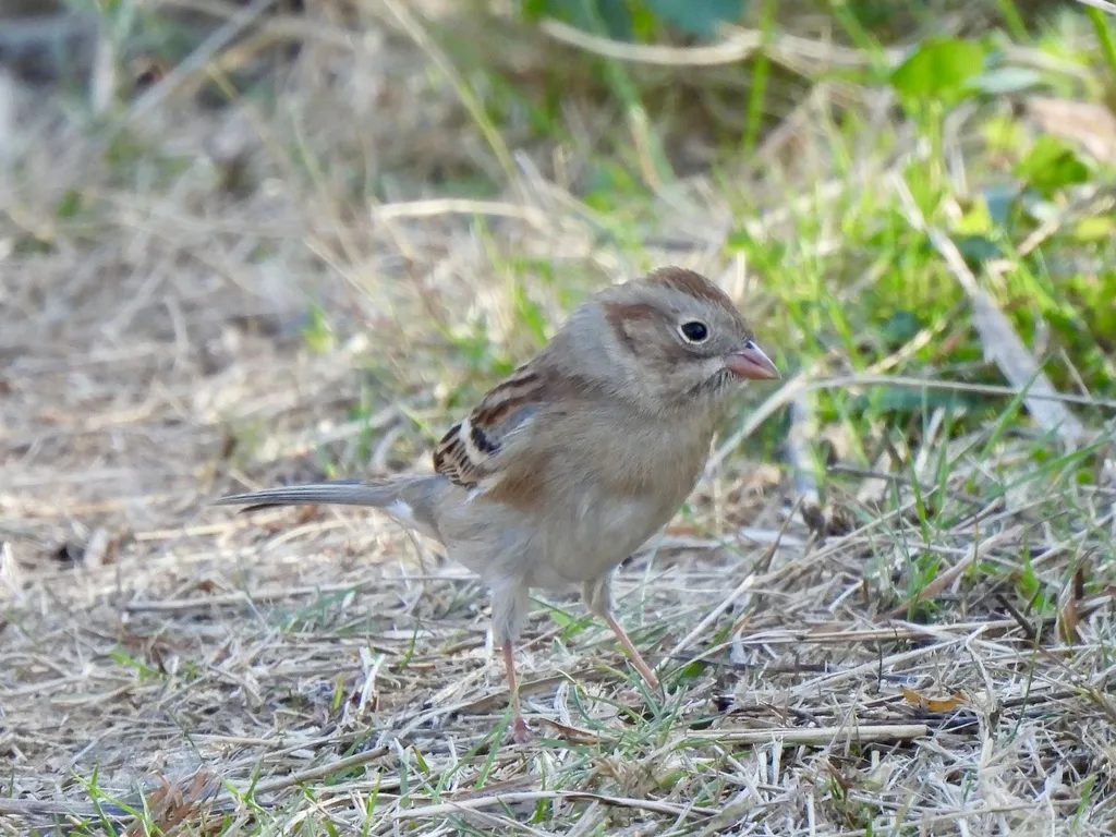 田雀鹀(Spizella pusilla)