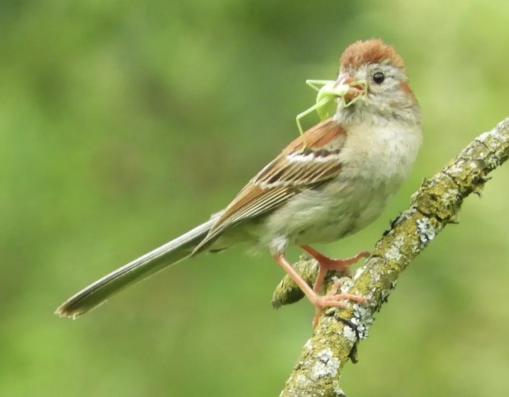 田雀鹀(Spizella pusilla)