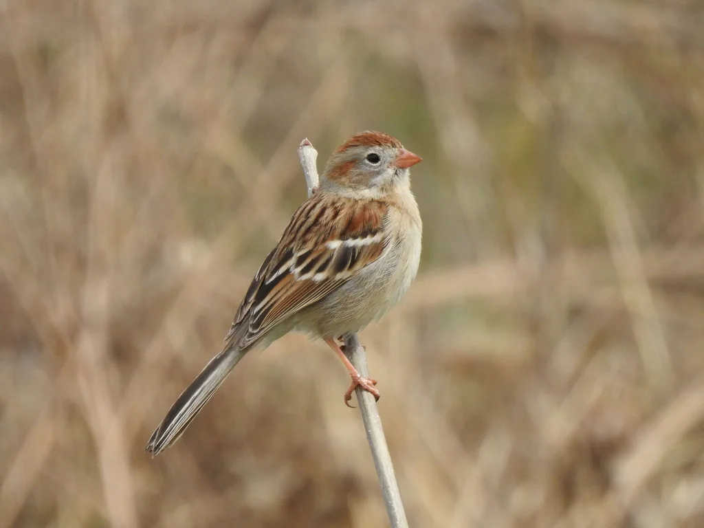 田雀鹀(Spizella pusilla)