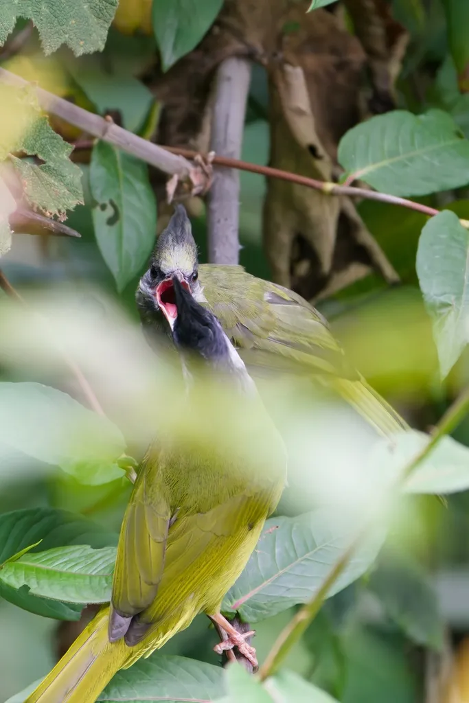 凤头雀嘴鹎(Spizixos canifrons)