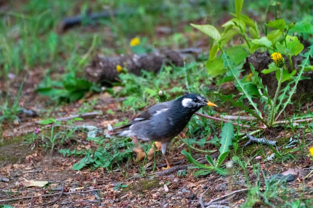 灰椋鸟（Spodiopsar cineraceus）