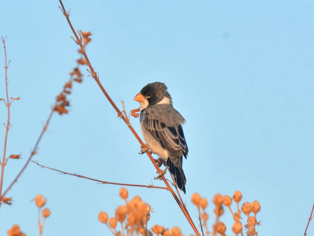 白喉食籽雀（Sporophila albogularis）