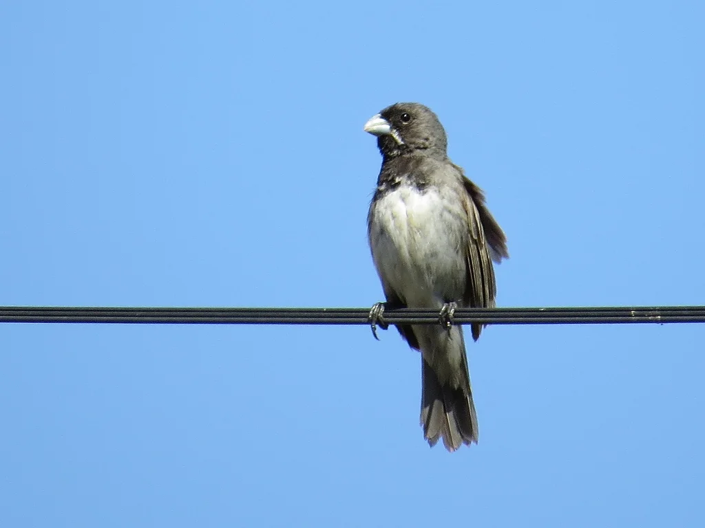 杜氏食籽雀（Sporophila ardesiaca）