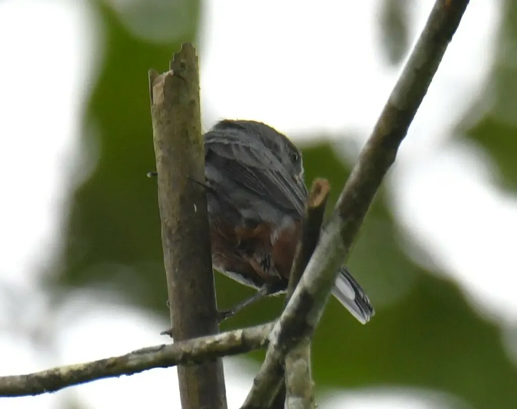 栗腹食籽雀(Sporophila castaneiventris)