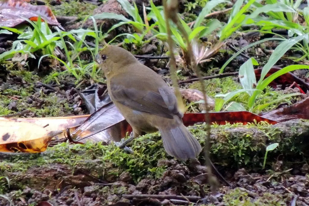 黑食籽雀（Sporophila corvina）