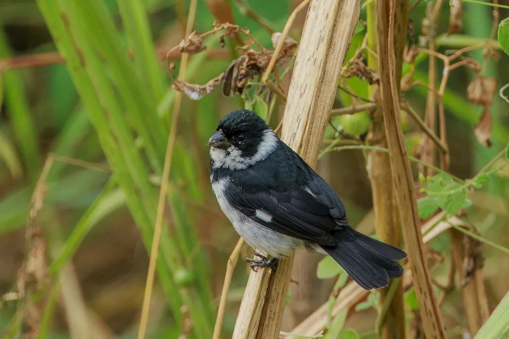 黑食籽雀（Sporophila corvina）