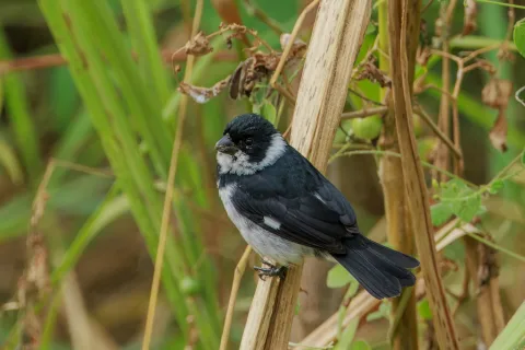 黑食籽雀