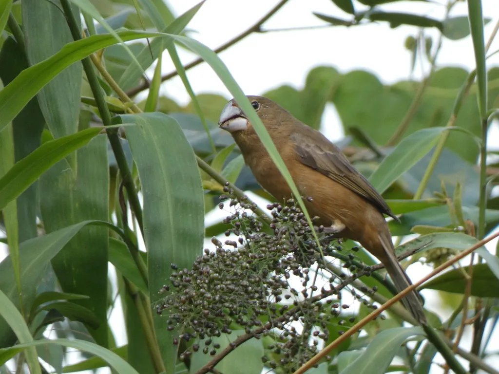 大嘴籽雀(Sporophila crassirostris)
