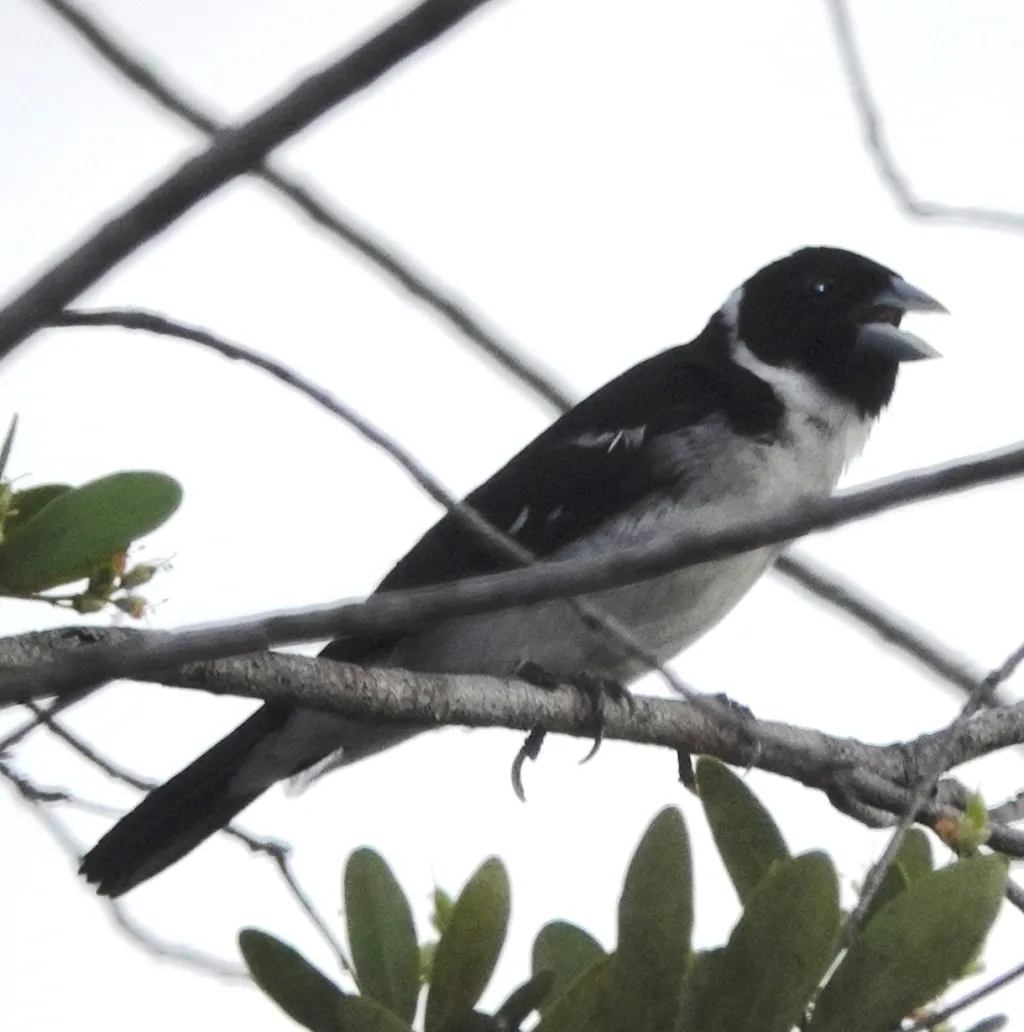 白枕籽雀（Sporophila fringilloides）