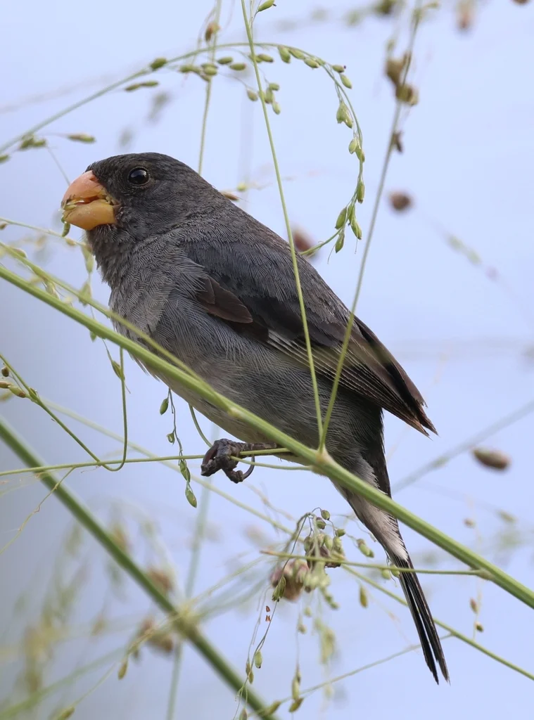灰食籽雀（Sporophila intermedia）