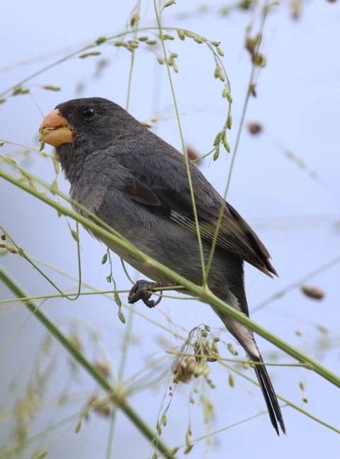 灰食籽雀