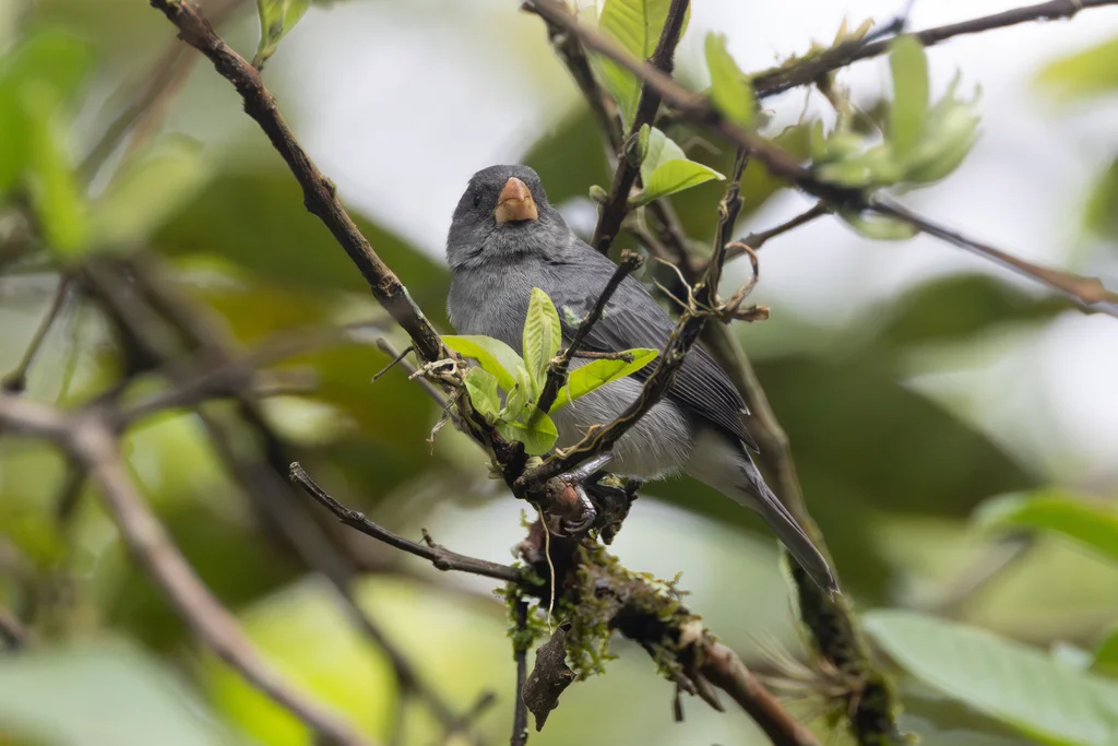 灰食籽雀（Sporophila intermedia）