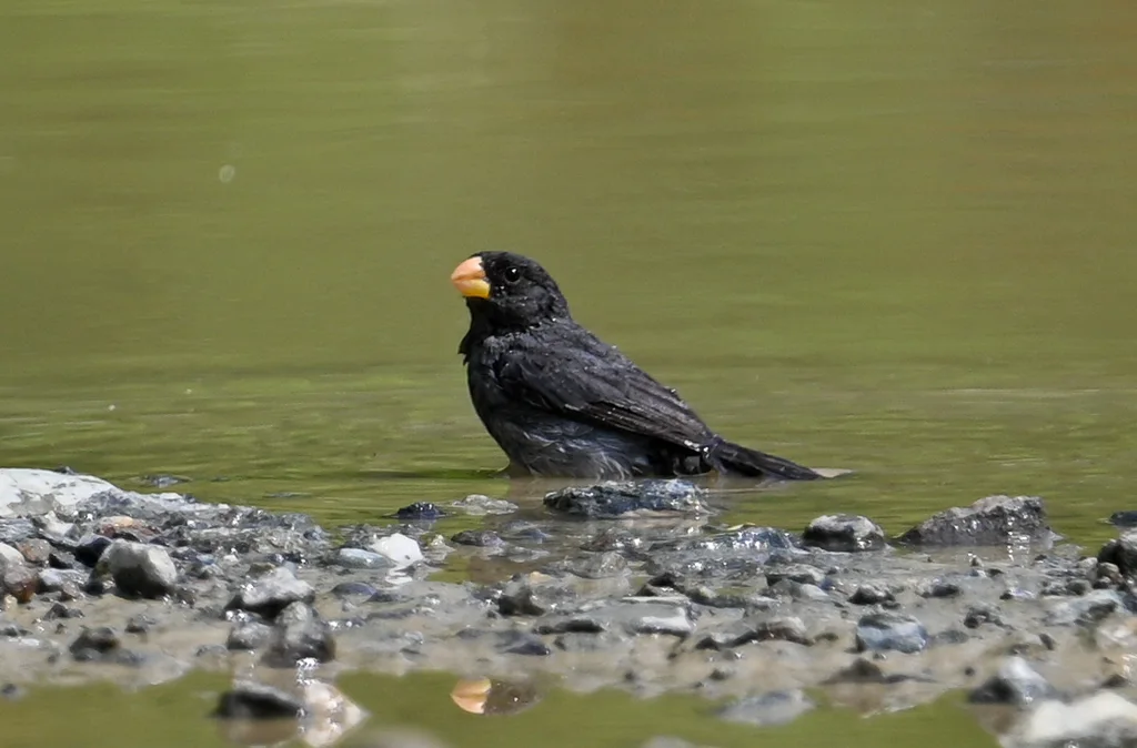 灰食籽雀（Sporophila intermedia）