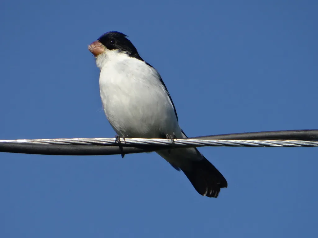 白腹食籽雀（Sporophila leucoptera）