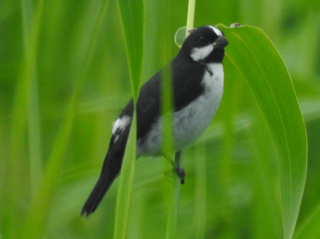 白颊食籽雀(Sporophila lineola)