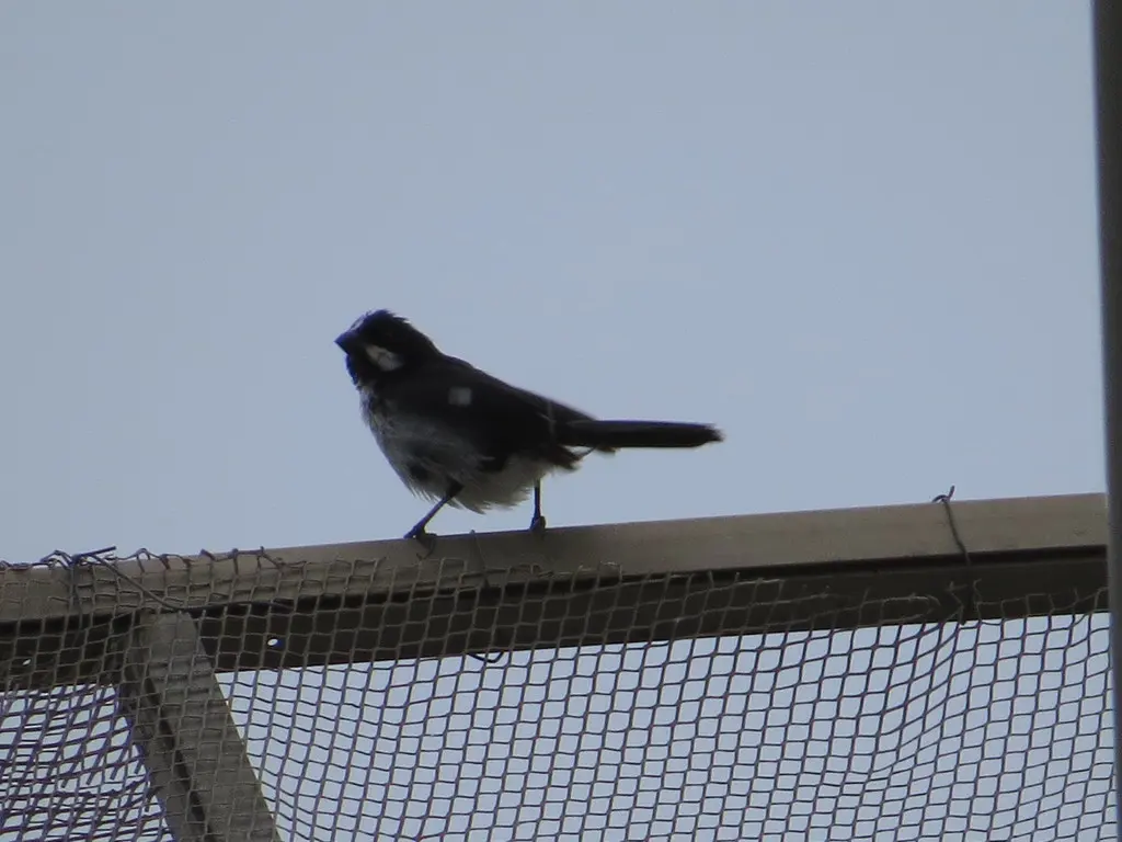 白颊食籽雀(Sporophila lineola)