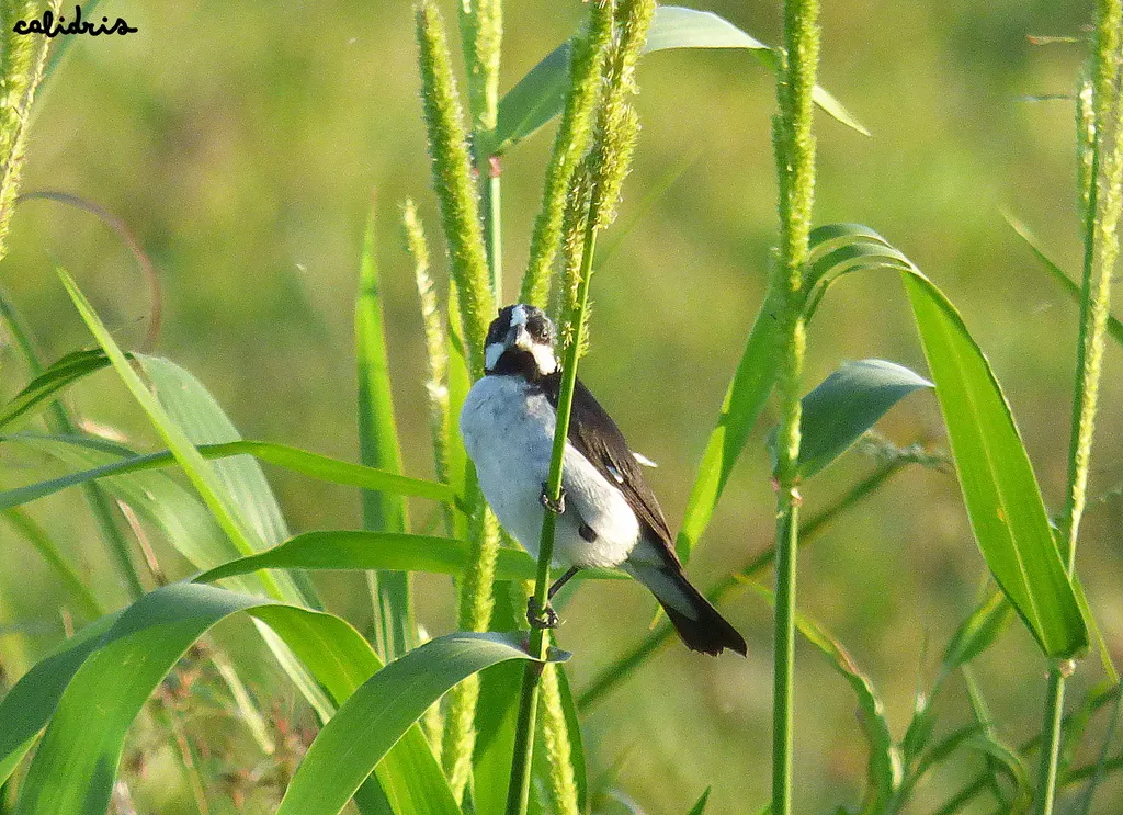 白颊食籽雀(Sporophila lineola)