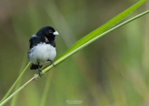 黑白食籽雀
