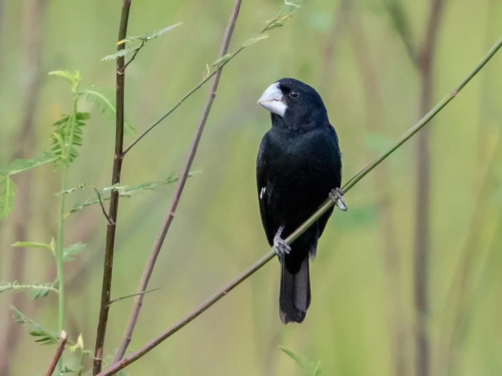 巨嘴籽雀（Sporophila maximiliani）