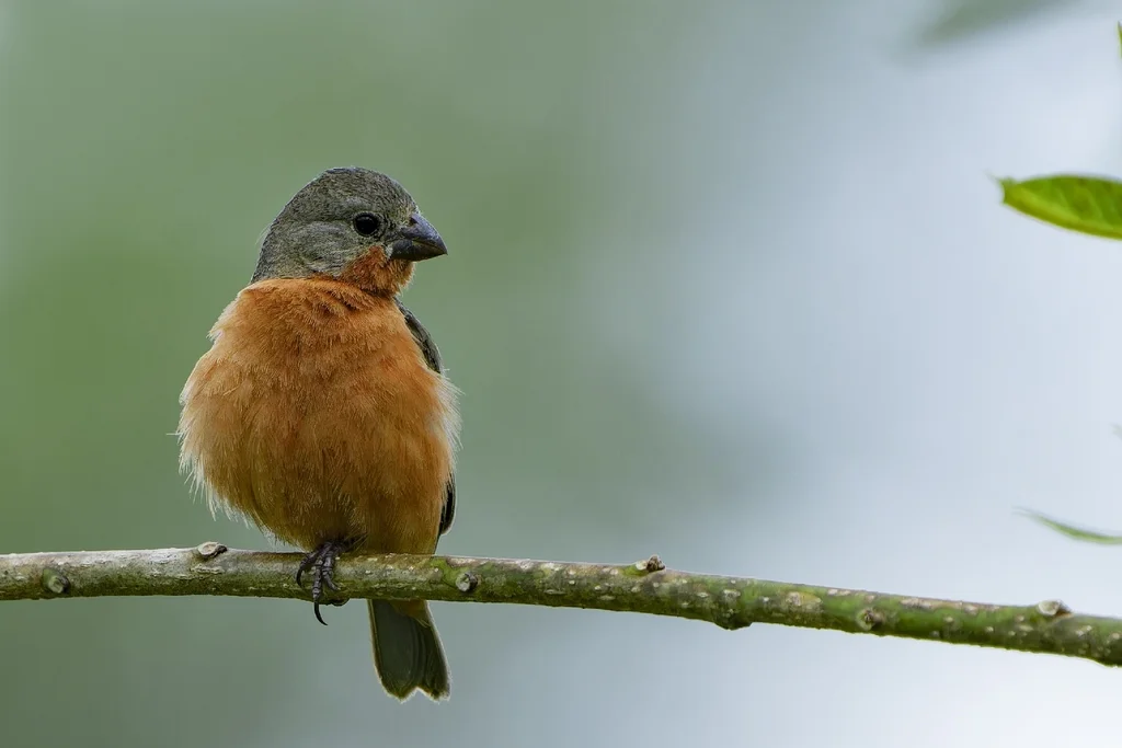 棕胸食籽雀（Sporophila minuta）