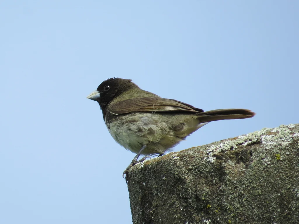 黄腹食籽雀(Sporophila nigricollis)