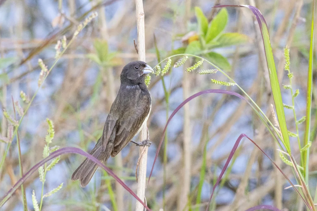 黄腹食籽雀(Sporophila nigricollis)