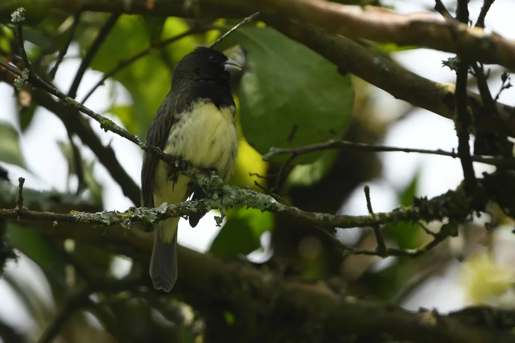 黄腹食籽雀(Sporophila nigricollis)