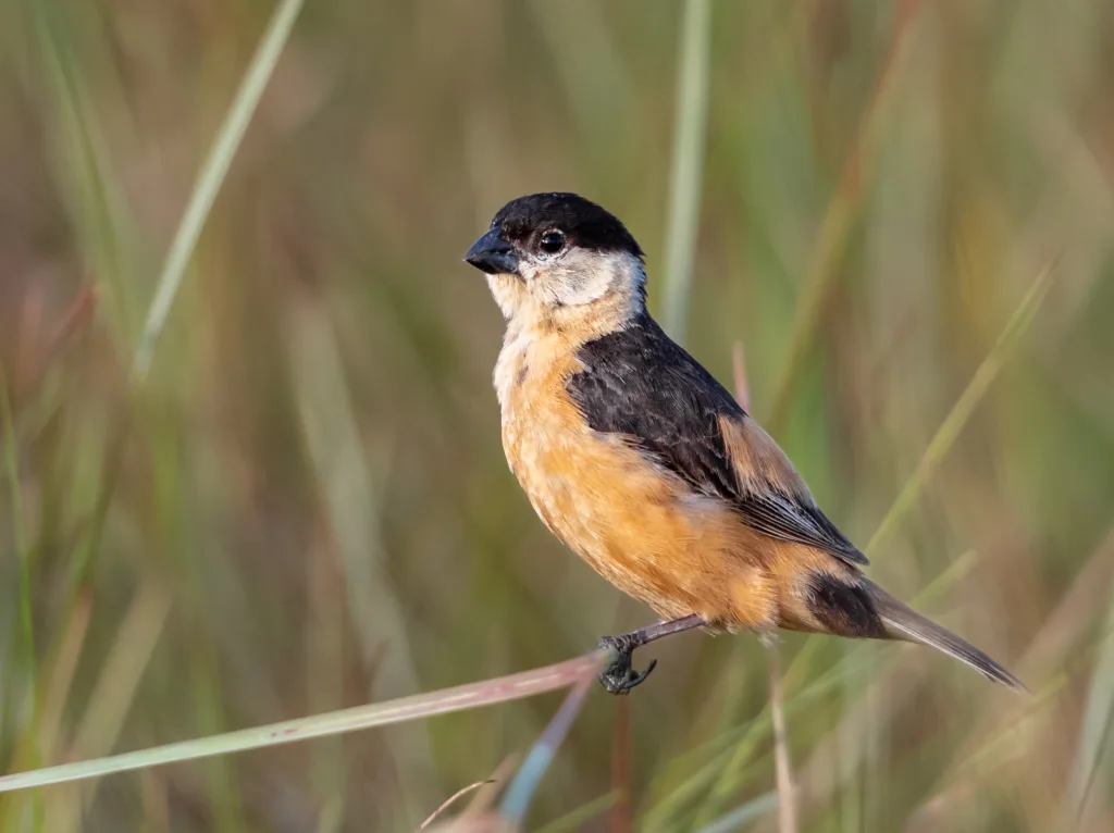 黑褐食籽雀(Sporophila nigrorufa)
