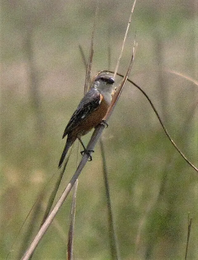 沼泽食籽雀(Sporophila palustris)